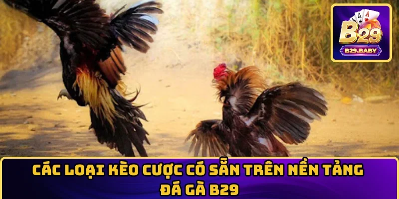 Các loại kèo cược có sẵn trên nền tảng Đá Gà B29