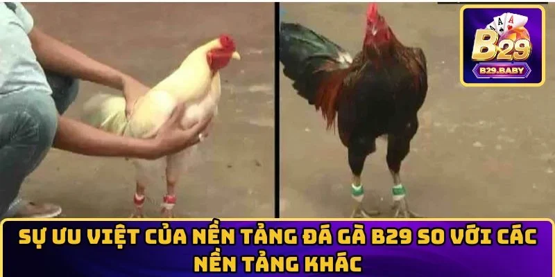 Sự ưu việt của nền tảng Đá Gà B29 so với các nền tảng khác