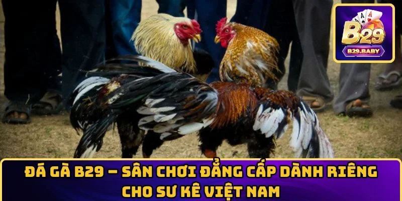 Đá Gà B29 – Sân Chơi Đẳng Cấp Dành Riêng Cho Sư Kê Việt Nam