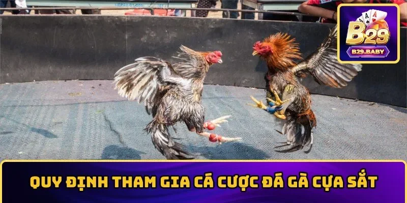 Quy định tham gia cá cược đá gà cựa sắt cần lưu ý