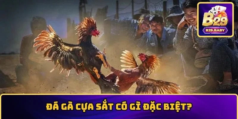 Trận đá gà cựa sắt luôn kết thúc nhanh chóng