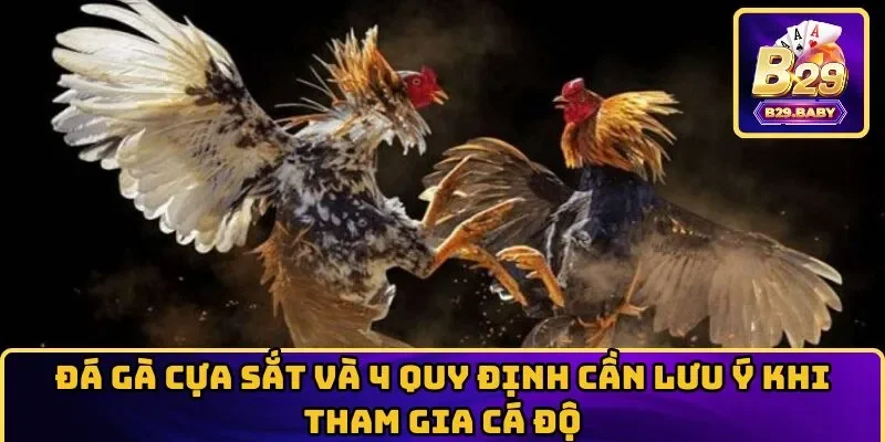 Đá gà cựa sắt