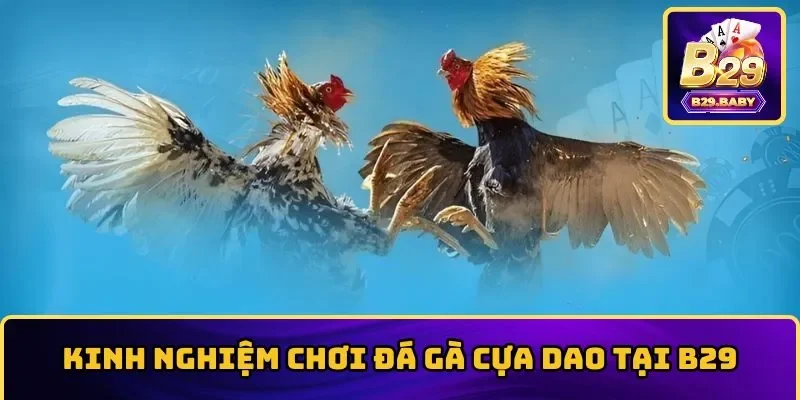 Mẹo chơi đá gà cựa dao thắng cược siêu đậm 