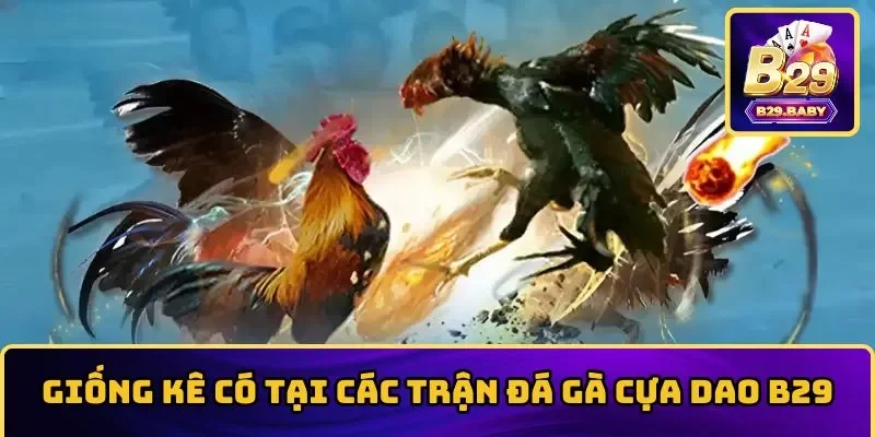 Ưu điểm khi chọn trải nghiệm đá gà cựa dao tại B29