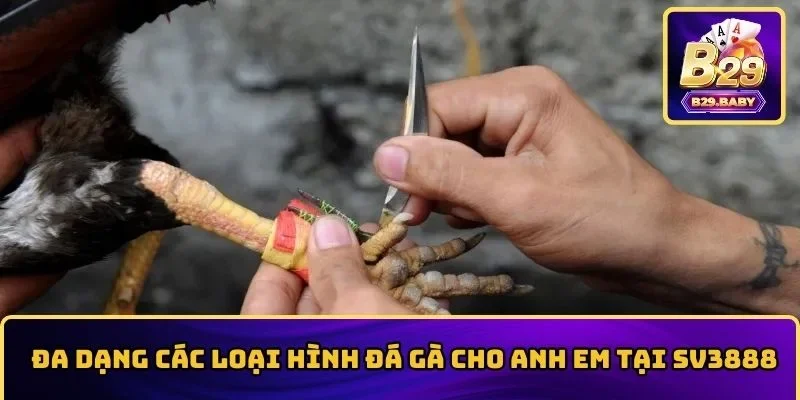 Đa dạng các loại hình đá gà cho anh em tại SV3888