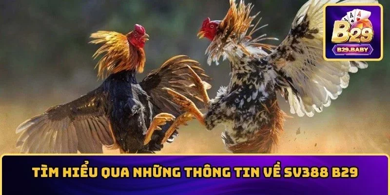Tìm hiểu qua những thông tin về SV388 B29